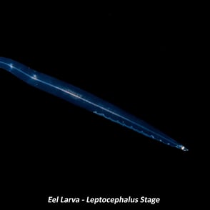 Eel Larva - Leptocephalus Stage