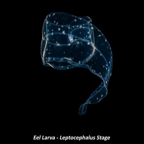 Eel Larva - Leptocephalus Stage