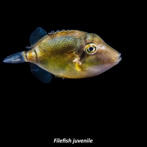 Filefish - Juvenile