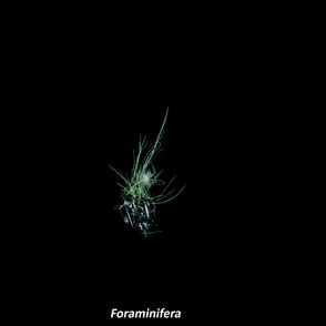 Foraminifera