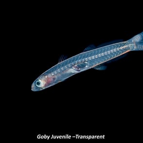 Goby Juvenile –Transparent