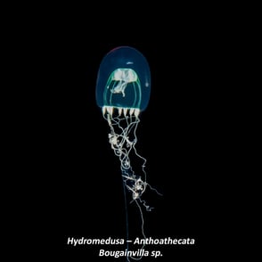 Hydromedusa – Anthoathecata Bougainvilla sp.