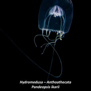 Hydromedusa – Anthoathecata - Pandeopsis ikarii