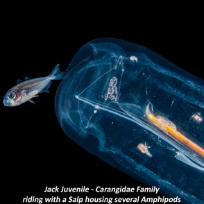 Jack Juvenile - Carangidae Family - riding with a Salp housing several Amphipods