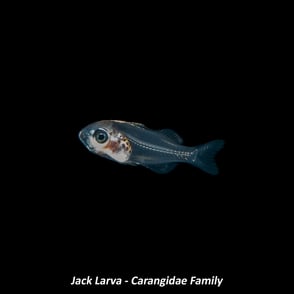 Jack Larva - Carangidae Family
