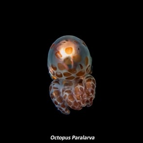 Octopus Paralarva
