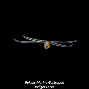 Pelagic Marine Gastropod - Veliger Larva