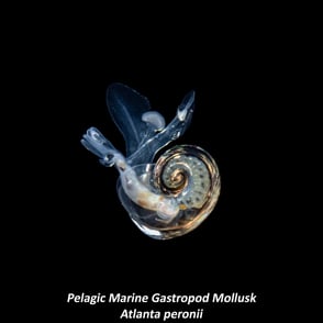 Pelagic Marine Gastropod Mollusk - Atlanta peronii