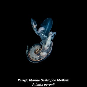 Pelagic Marine Gastropod Mollusk - Atlanta peronii