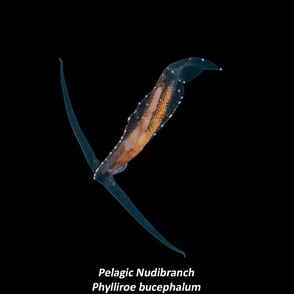 Pelagic Nudibranch - Phylliroe bucephalum