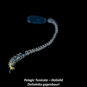 Pelagic Tunicate – Doliolid - Dolioletta gegenbauri