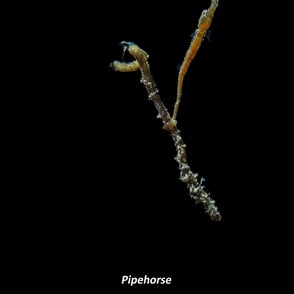 Pipehorse