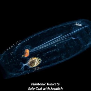 Plantonic Tunicate - Salp-Taxi with Jackfish