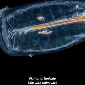 Plantonic Tunicate - Salp with riding Jack