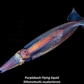 Purpleback Flying Squid - Sthenoteutis oualaniensis