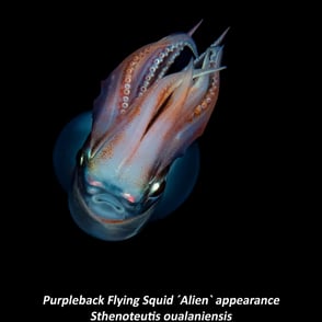 Purpleback Flying Squid ´Alien` appearance - Sthenoteutis oualaniensis