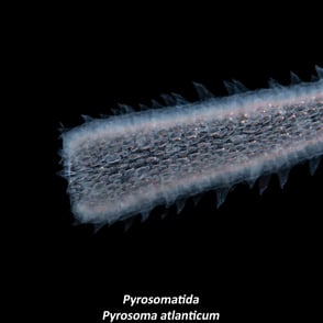 Pyrosomatida - Pyrosoma atlanticum