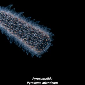 Pyrosomatida - Pyrosoma atlanticum