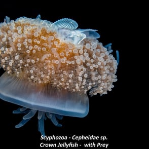 Scyphozoa - Cepheidae sp. - Crown Jellyfish - with Prey