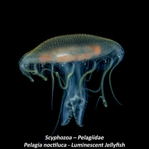 Scyphozoa – Pelagiidae - Pelagia noctiluca - Luminescent Jellyfish