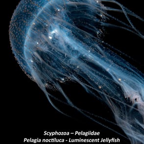 Scyphozoa – Pelagiidae - Pelagia noctiluca - Luminescent Jellyfish
