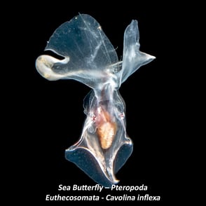 Sea Butterfly – Pteropoda - Euthecosomata - Cavolina inflexa