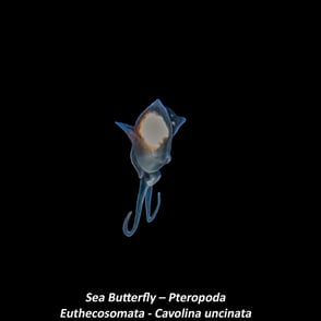 Sea Butterfly – Pteropoda - Euthecosomata - Cavolina uncinata