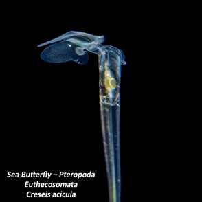 Sea Butterfly – Pteropoda- Euthecosomata - Creseis acicula