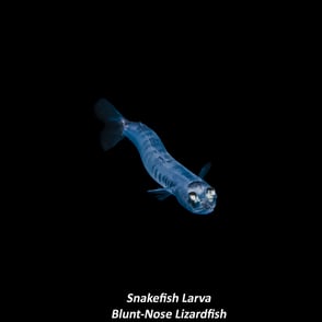 Snakefish Larva - Blunt-Nose Lizardfish