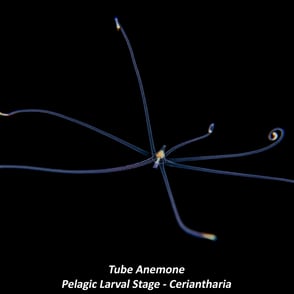 Tube Anemone - Pelagic Larval Stage - Ceriantharia