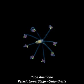 Tube Anemone - Pelagic Larval Stage - Ceriantharia