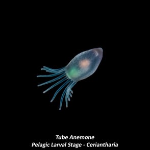 Tube Anemone - Pelagic Larval Stage - Ceriantharia