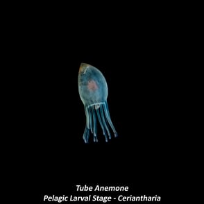 Tube Anemone - Pelagic Larval Stage - Ceriantharia