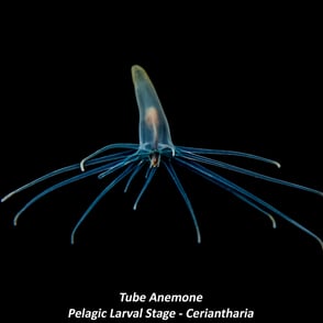Tube Anemone - Pelagic Larval Stage - Ceriantharia