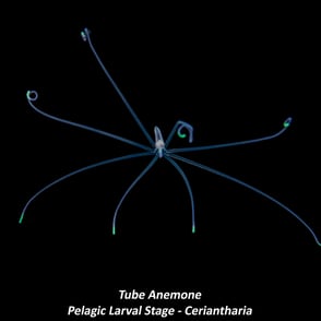 Tube Anemone - Pelagic Larval Stage - Ceriantharia