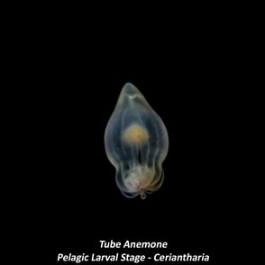 Tube Anemone - Pelagic Larval Stage - Ceriantharia