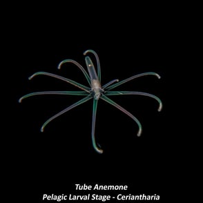 Tube Anemone - Pelagic Larval Stage - Ceriantharia