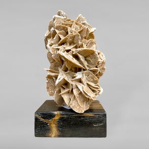 Algerian Desert Rose on a Petrified Wood base