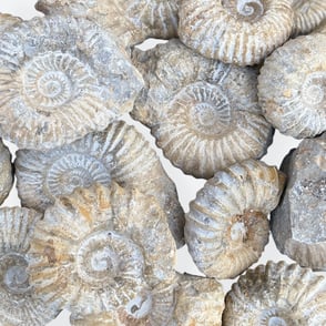 Agadir Ammonites from Morocco