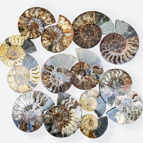 Madagascan Clioceras Ammonites Split Pairs
