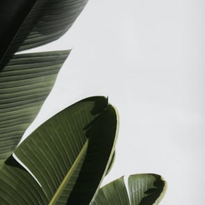 Plant leaves in white background