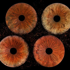 tableau de 4 iris avec éclat particules sans fusion entre eux