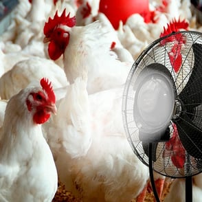mist-fan-poultry-fam