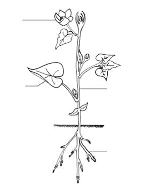 structure d'une plante à cormus