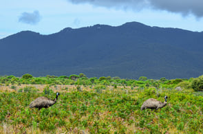 Emus in Wilsons Promontory National Park