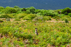 A kangaroo in Wilsons Promontory National Park