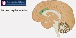 a diagram of the brain of a human brain