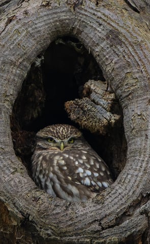 A Little Owl in its nest hole in Kensington Gardens.