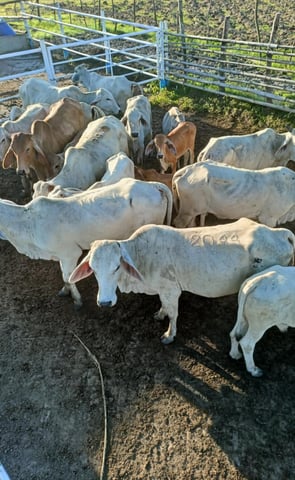 a herd of cattle grazing in a pen