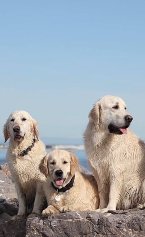 golden retriever a la plage élevage du respechas